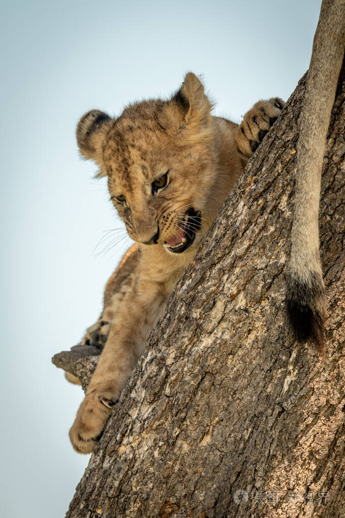 小狮子躺在树干上咆哮
