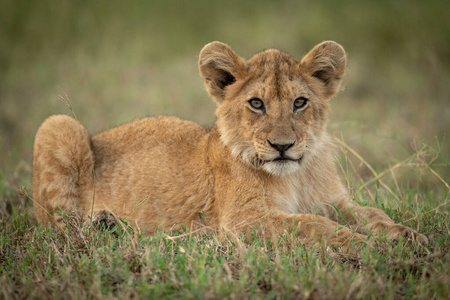 小狮子躺在草地上看摄像机