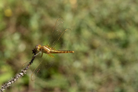 黄蜻蜓栖息在天然草地上的图像