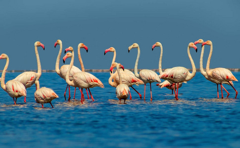  Group of African white flamingo birds and their reflection on t
