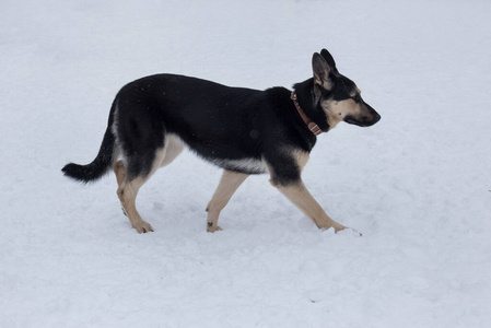 东欧牧羊犬图片