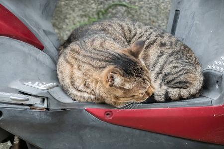 流浪肥斑猫