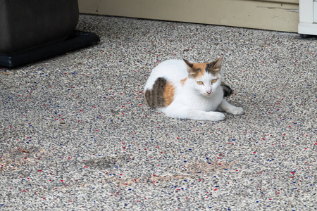 流浪猫坐在街上