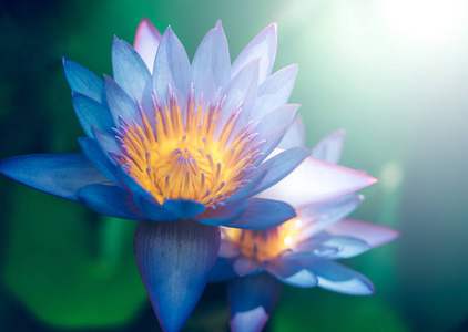 Vivid water lily blooms in garden pond waterlily close up 