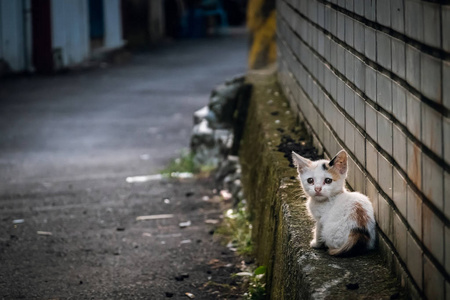 纯白流浪猫图片-纯白流浪猫素材-纯白流浪猫插画-摄图新视界