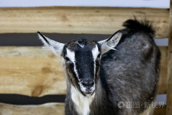 围场里的黑白山羊特写镜头