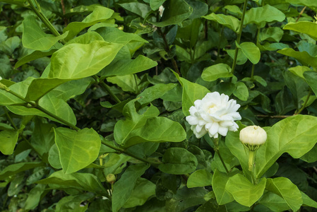 花园里的茉莉花特写。