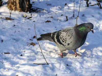 鸽子在公园里雪地里寻找食物