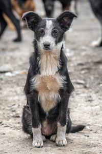 特写肖像悲伤无家可归的被遗弃的黑白狗在庇护所