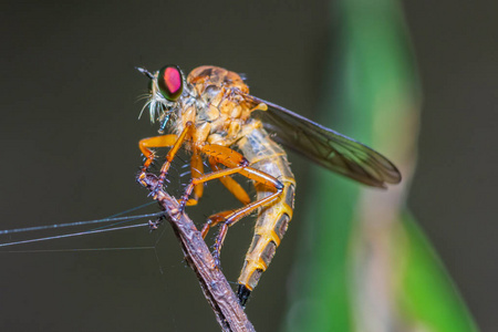 Robber fly 