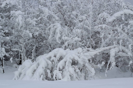 冬季雪域森林景观