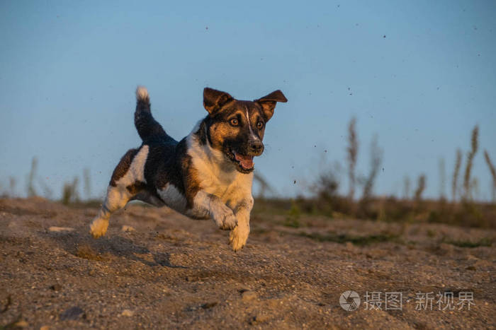 可爱的 自然 犬科动物 夏天 宠物 动物 哺乳动物