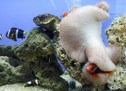底部 水肺 珊瑚 水族馆 旅行 海绵 美丽的 海的 环境