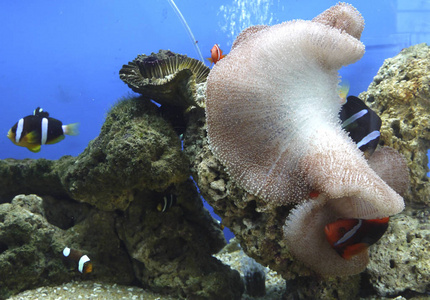 自然 野生动物 海的 生活 环境 旅行 潜水 藻类 底部