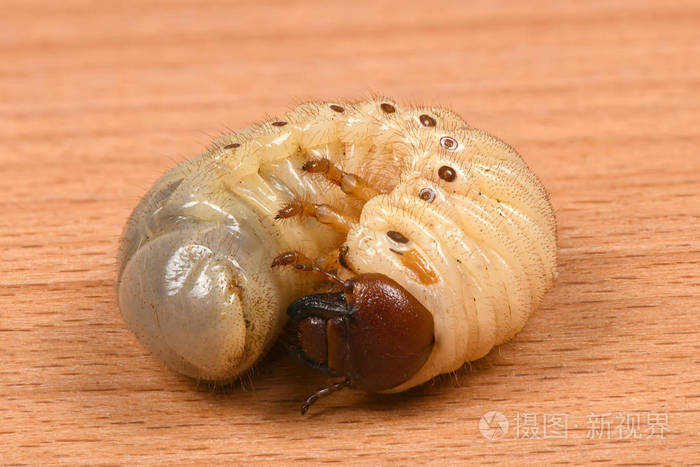 犀牛甲虫的幼虫照片 正版商用图片 摄图新视界