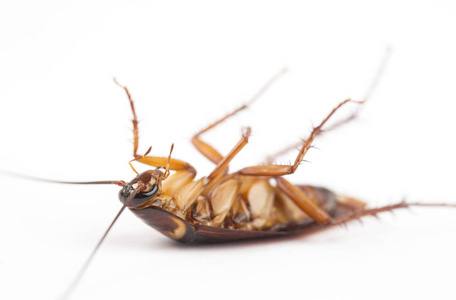 Dead Cockroaches isolate on White Background. 