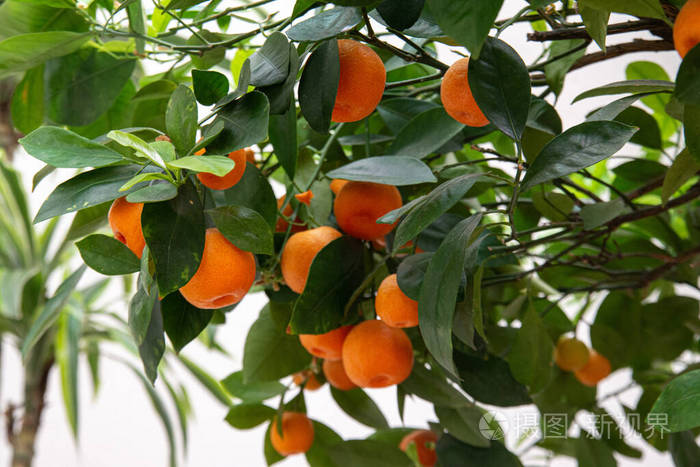 橘子园里一棵树上成熟多汁的甜橘子选择性聚焦橘子