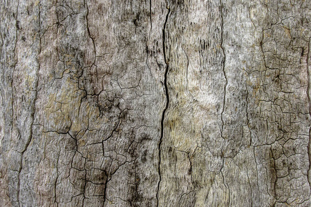 材料 纹理 植物 特写镜头 木材 树干 古老的 森林 自然