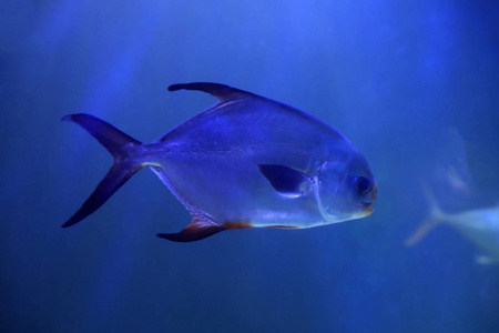 水下 探索 环境 自然 教育 放松 帕洛玛 玻璃 动物 生物学