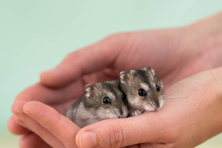 closeup of two small funny miniature jungar hamsters sitting on