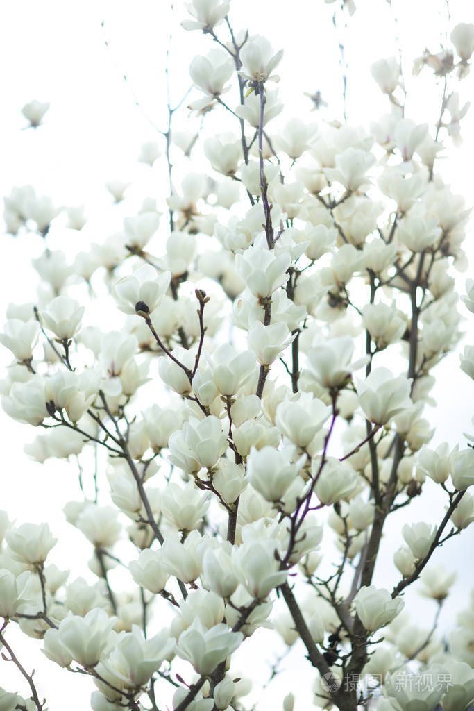 白底白玉兰灌木