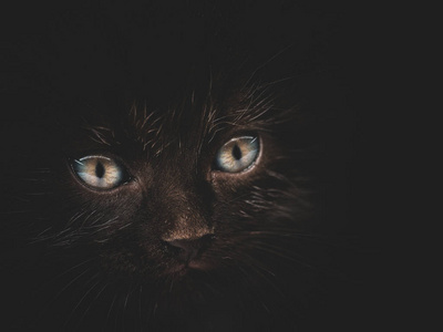 黑猫的眼睛在黑暗中发光图片