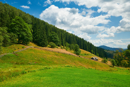 美丽的夏季风景，高山上的云杉，蓝天和野花旅游目的地风景，喀尔巴阡山脉