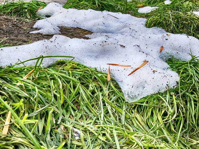 融雪绿草近景介于冬春概念背景草地上的雪