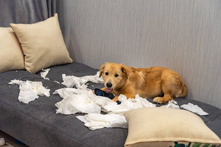 可爱的小金毛猎犬在沙发上玩卫生纸