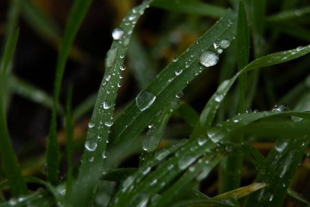 雨后草地上的水滴图片