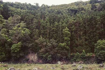 美丽的 木材 山谷 朦胧 季节 天气 旅游业 森林 自然