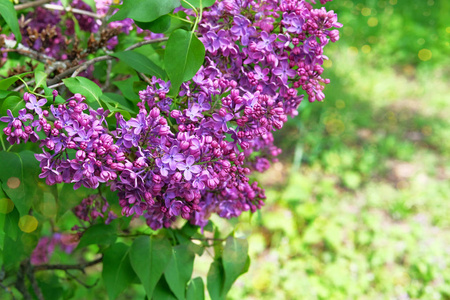 季节 紫丁香 夏天 紫罗兰 粉红色 美丽的 特写镜头 花瓣