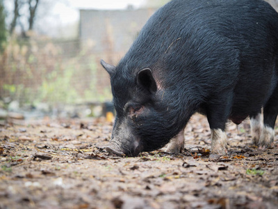 地面猪图片-地面猪素材-地面猪插画-摄图新视界