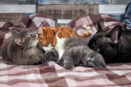 许多猫和狗躺在一起.亲热,动物关系良好,爱和友谊照片