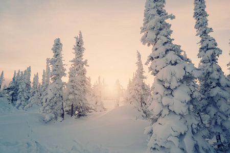 自然 场景 环境 云杉 白霜 季节 十二月 新的 假日 冬天