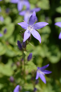 尾随钟花