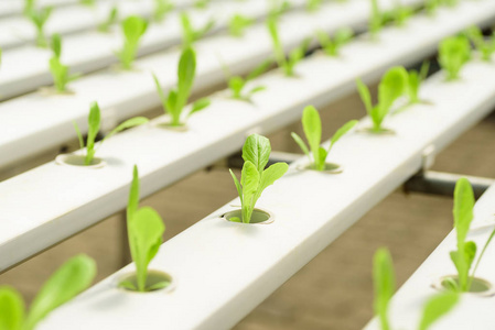 收获 营养 水培 植物 素食主义者 栽培 温室 小苗 生产