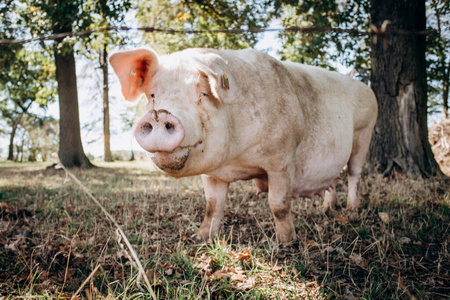 绿草草地农畜场母猪摆姿势拍照