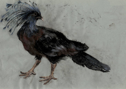 鸟集水彩原画鸟或可爱收藏，插图孤立。手绘写实自然主义
