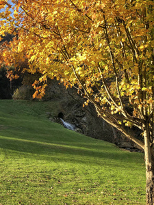 Brighly colored golden maple tree 