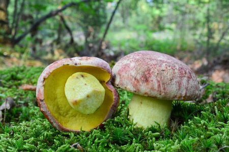  Royal bolete or Redcapped butter bolete in a moss