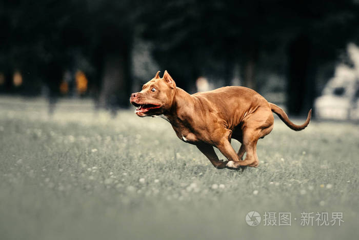 美国斗牛犬在户外奔跑