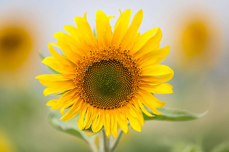 农场 领域 季节 农学 向日葵 自然 收获 花的 七月 生长