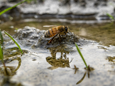 喝蜂蜜水蜜蜂在水坑里喝水照片