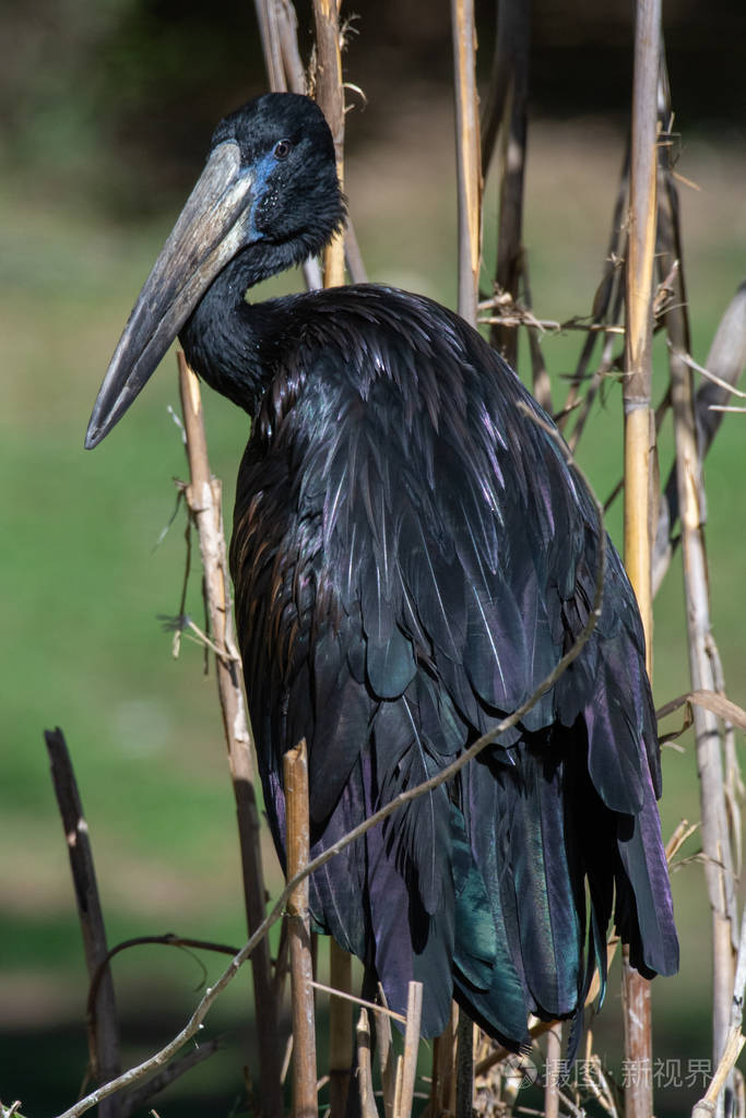 非洲长嘴鹳anastomuslamelligerus是蝉科鹳科的一种