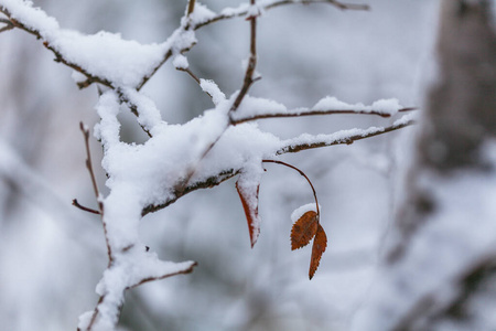 雪花飘落在树叶上，开始在森林里呼啸