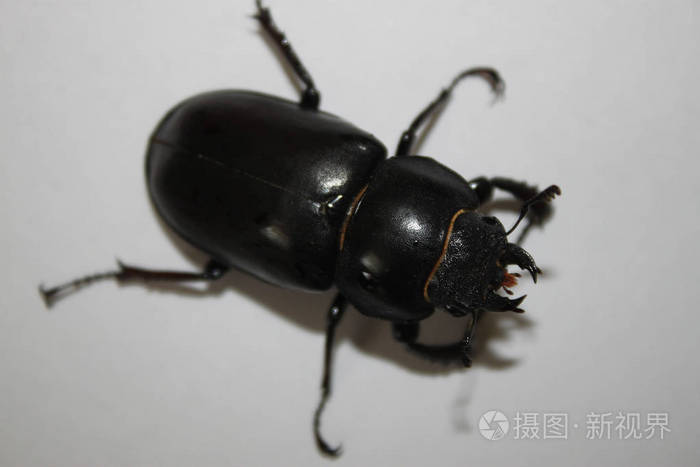 beetle (stag beetle) sitting on a sheet of paper, close-up.