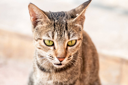 狮子 哺乳动物 荒野 非洲 孟加拉 美丽的 猎人 公园 猎豹