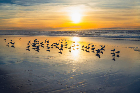 地平线 野生动物 天空 海鸥 日出 风景 早晨 加利福尼亚
