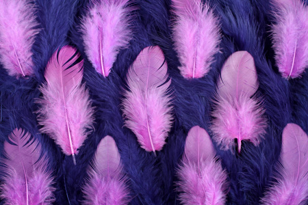 蓝色和粉色羽毛的背景图片